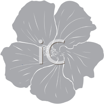 Royalty Free Hibiscus Clip art, Flower Clipart