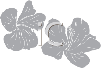 Royalty Free Hibiscus Clip art, Flower Clipart