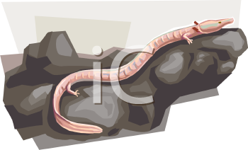 Lizard Clipart