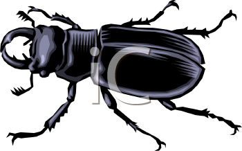 Insect Clipart