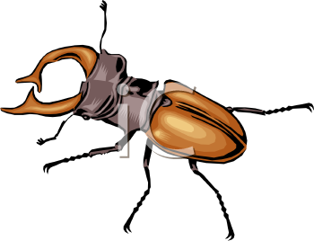 Insect Clipart