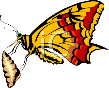 Insect Clipart