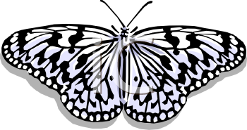 Insect Clipart