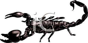 Insect Clipart