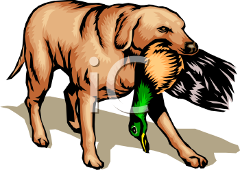 Bird Clipart