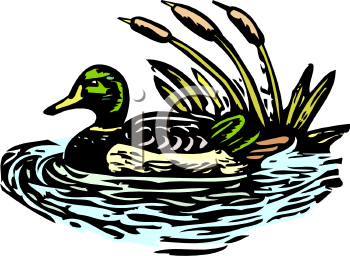 Bird Clipart