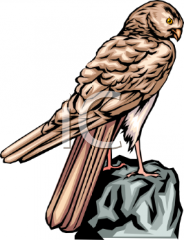Bird Clipart
