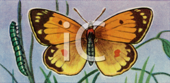 Insect Clipart