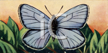Insect Clipart