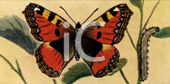 Insect Clipart