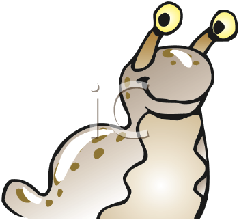 Insect Clipart