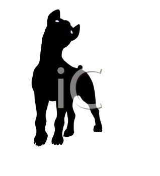 Pet Clipart