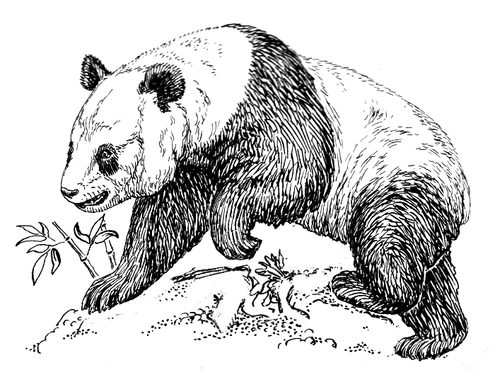 Free Panda Clipart