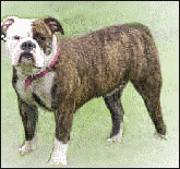 Free A Clipart