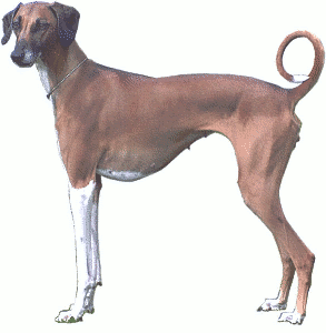 Free A Clipart