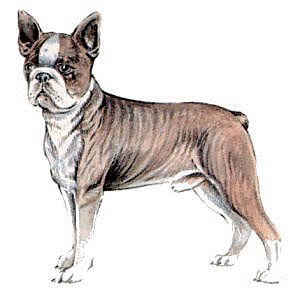 Free B Clipart