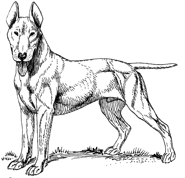 Free B Clipart