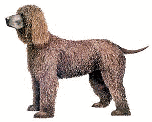 Free I Clipart