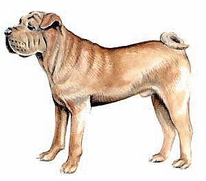 Free S Clipart