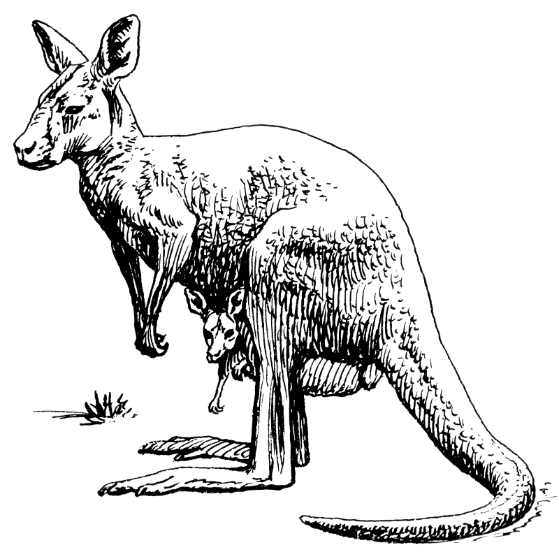 wallaby coloring pages - photo #35