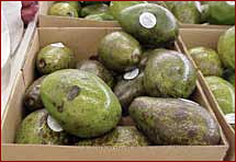 Free Avocado Clipart