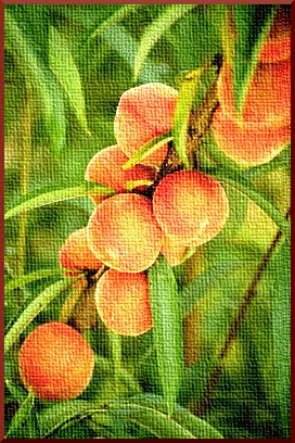 Free Peach Clipart