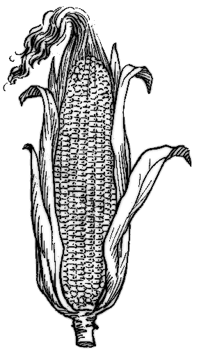 Free Sweet Corn Clipart