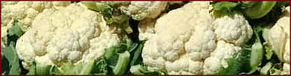 Free Cauliflower Clipart