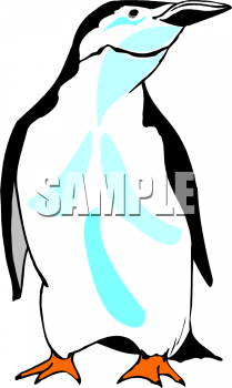 Aquatic Animals Clipart