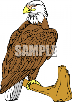 Bird Clipart