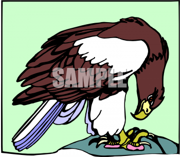 Bird Clipart