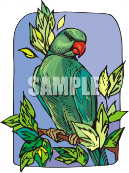 Bird Clipart