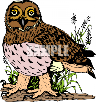 Bird Clipart