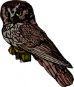 Bird Clipart