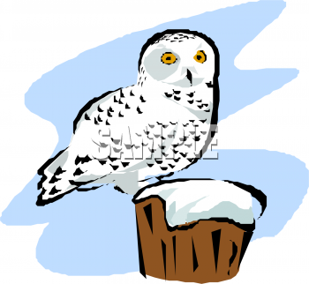 Bird Clipart