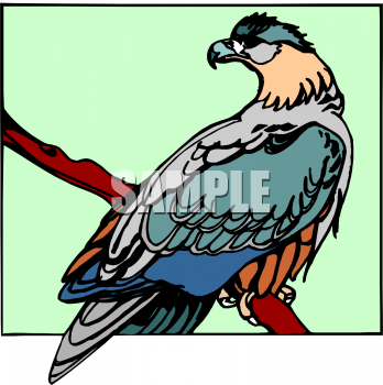 Bird Clipart