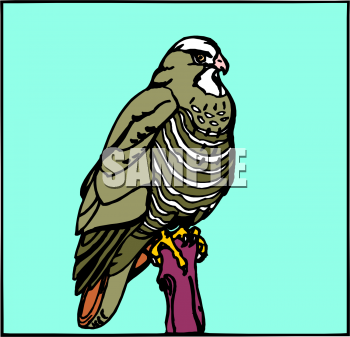 Bird Clipart