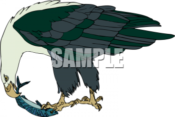 Bird Clipart