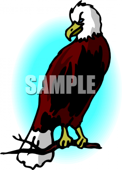 Bird Clipart