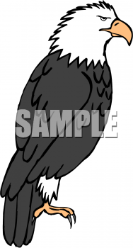 Bird Clipart
