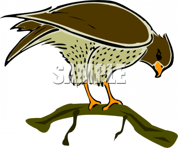 Bird Clipart