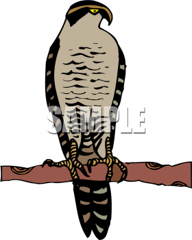 Bird Clipart