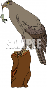 Bird Clipart