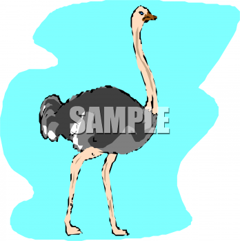 Bird Clipart