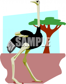 Bird Clipart