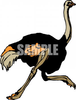 Bird Clipart
