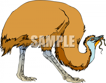 Bird Clipart