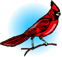 Bird Clipart