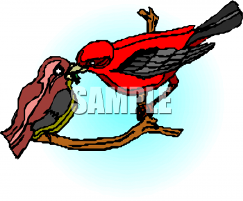 Bird Clipart