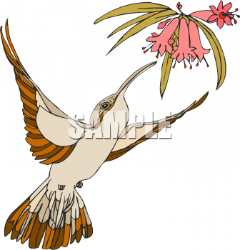 Bird Clipart